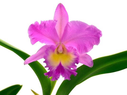 Brassolaeliocattleya Juliana Ec x Blc. Pink Empress