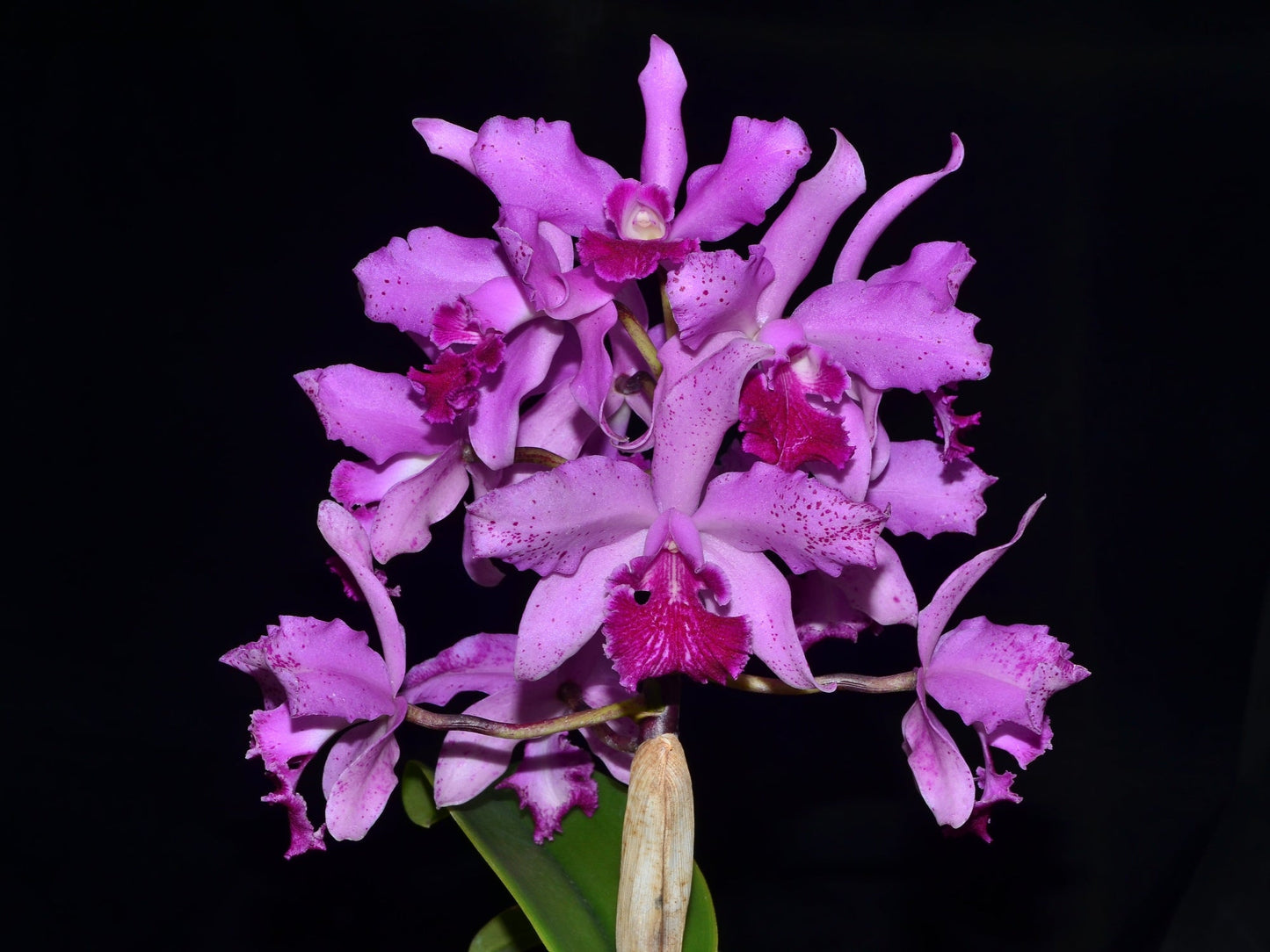 Cattleya Virgen de Guadalupe