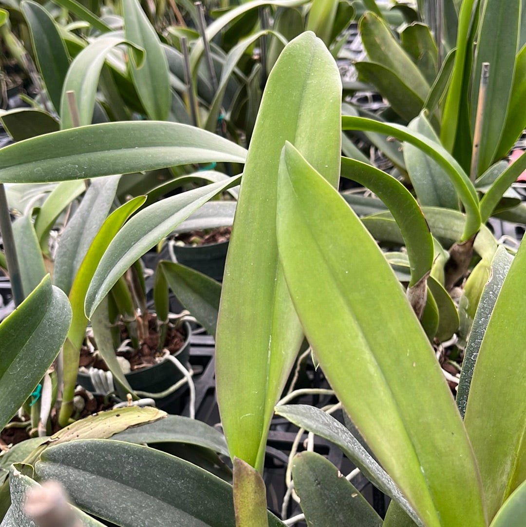 Brassolaeliocattleya Suzuki's Red Flare x Blc. Haadyai Delight 'bangprom' X Splc. Misty Girl Autumn Symphony 4385