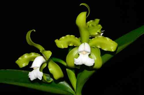 Cattleya guttata f. alba