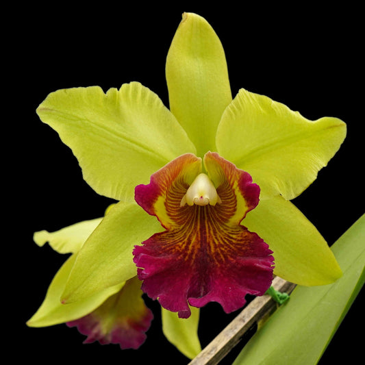 Cattleya Oro Andino