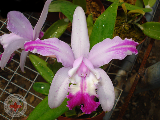 Cattleya intermedia 'Aquimi' x f. alba
