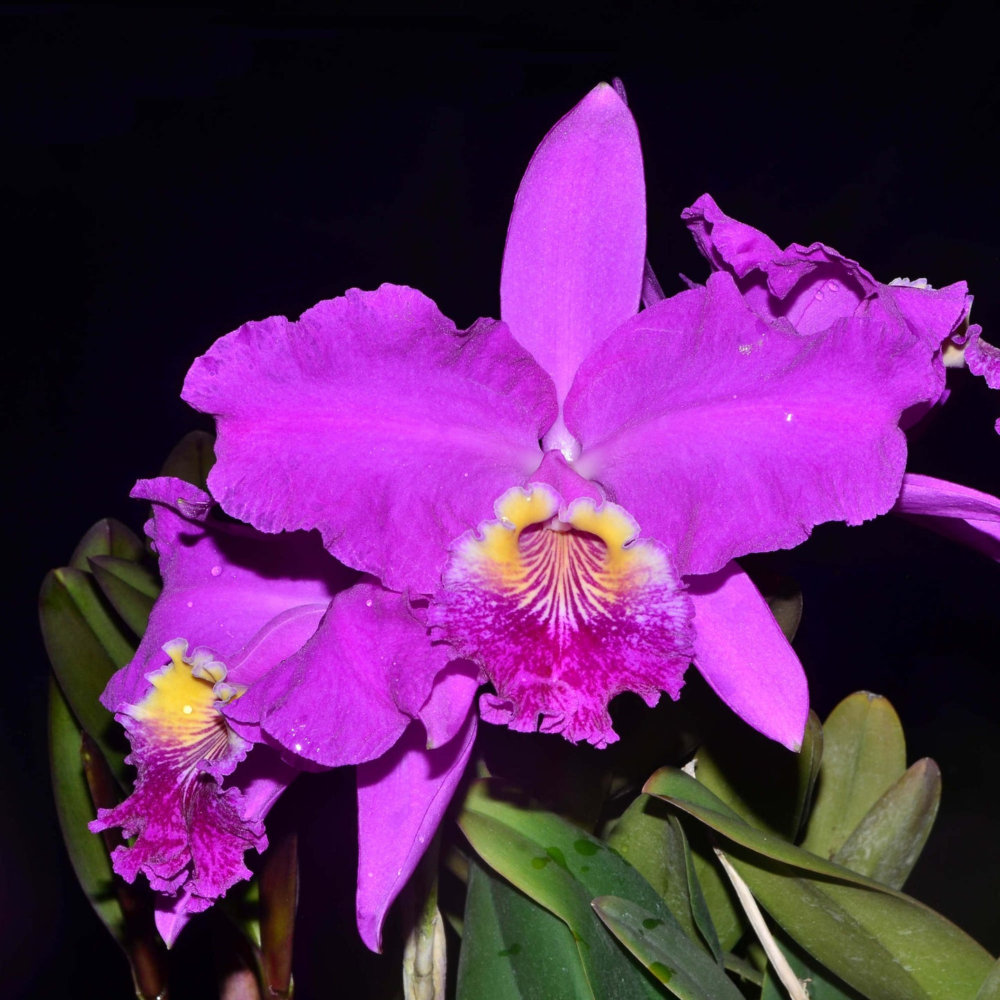 Cattleya lueddemanniana