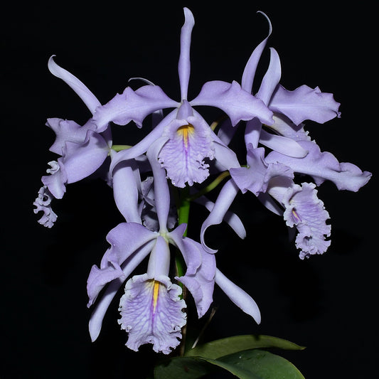 Cattleya maxima f. coerulea 'Gigi' x 'Angelo' x f. coerulea 'Gigi'