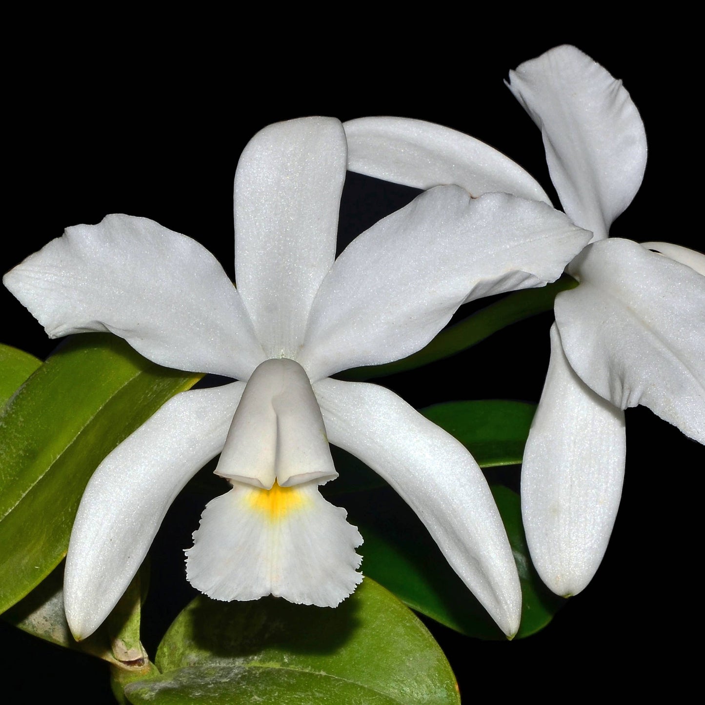 Cattleya violacea f. alba