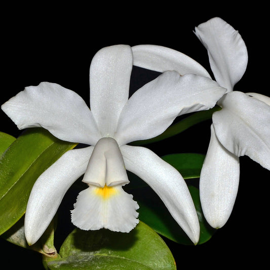 Cattleya violacea f. alba