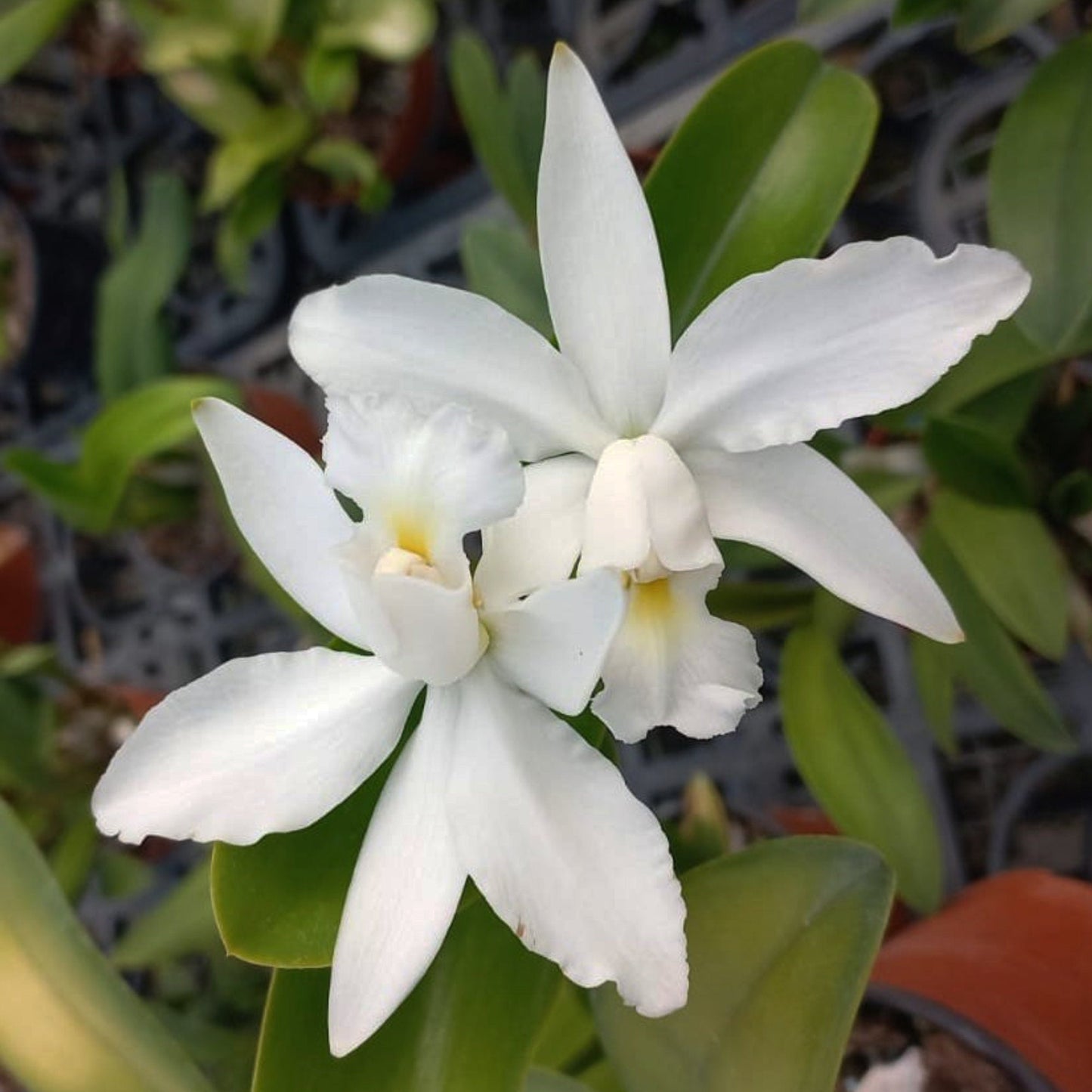 Cattleya violacea f. alba