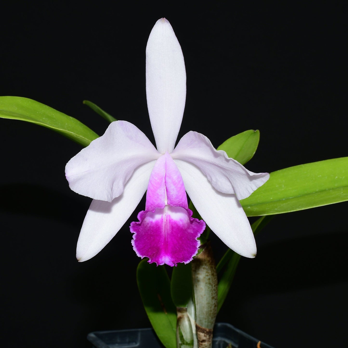 Cattleya Enchantress (1914)