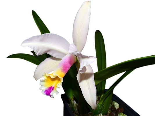 Cattleya Luciana C