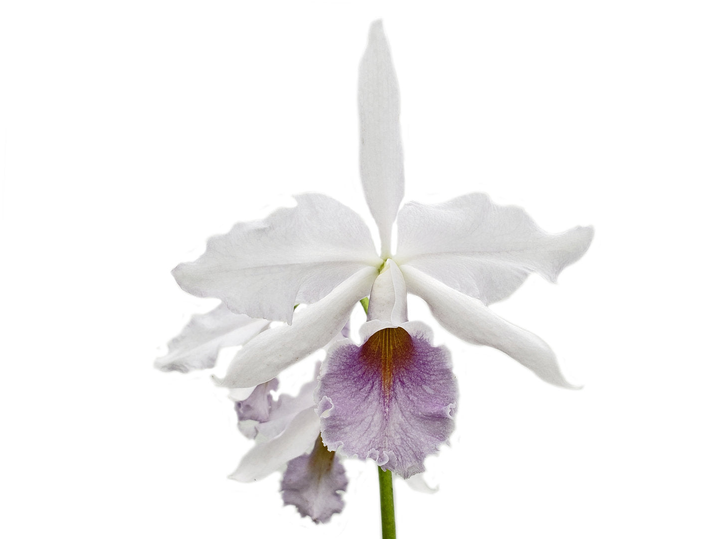Cattleya Adrienne de Wavrin f. coerulea