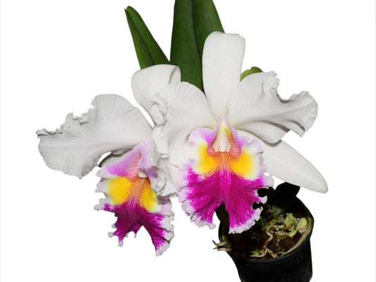 Cattleya Andean Colors