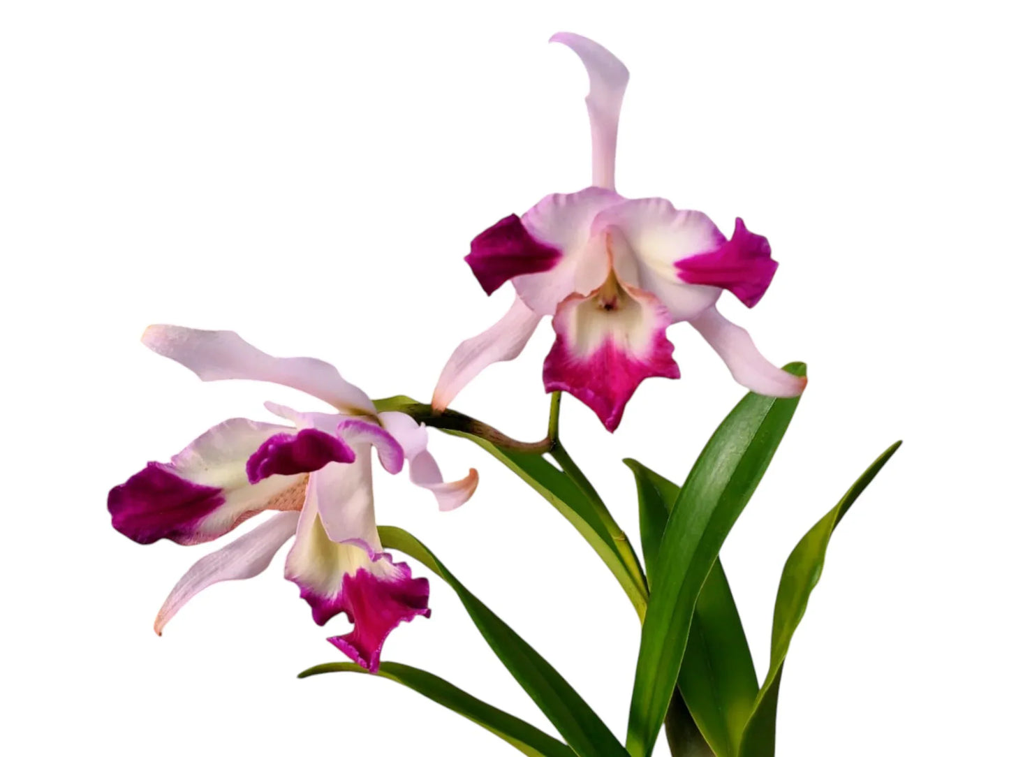 Cattleya Santa Clara’s