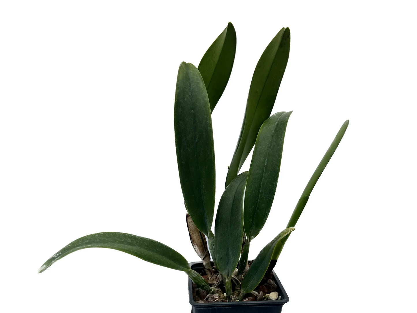 Cattleya Santa Clara’s