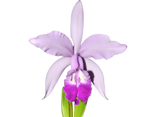 Cattleya Intermedia-Gigas