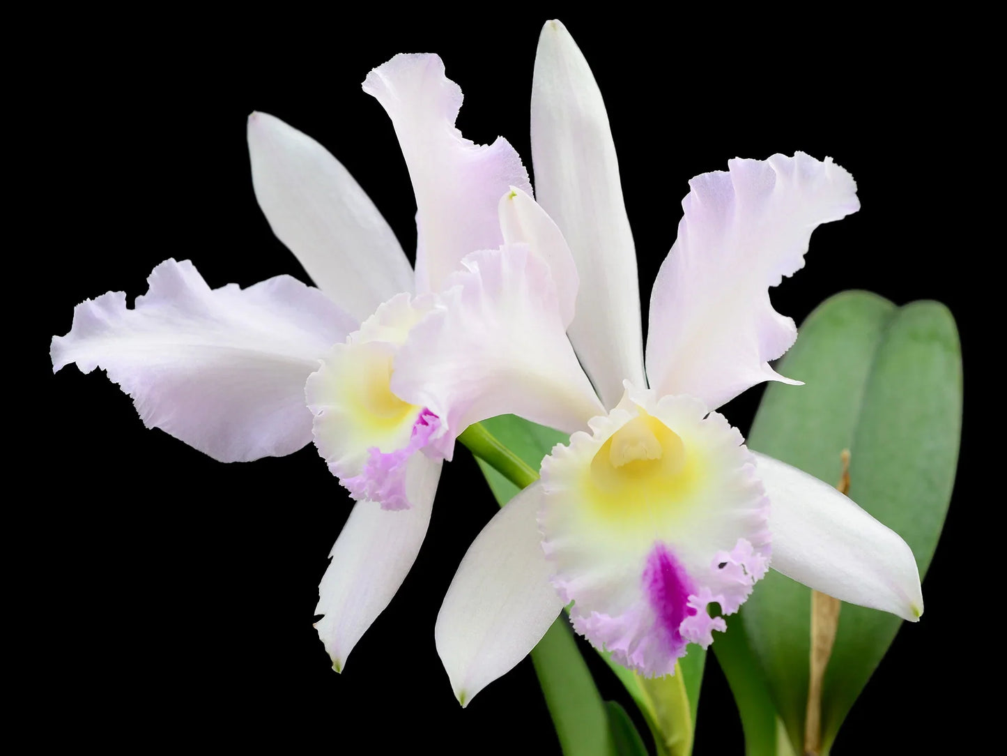 Cattleya Intermedia-Gigas alba X Brassolaeliocattleya Mildred x Blc. Chyong Guu Swan