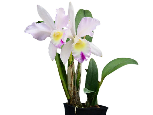 Cattleya Intermedia-Gigas alba X Brassolaeliocattleya Mildred x Blc. Chyong Guu Swan