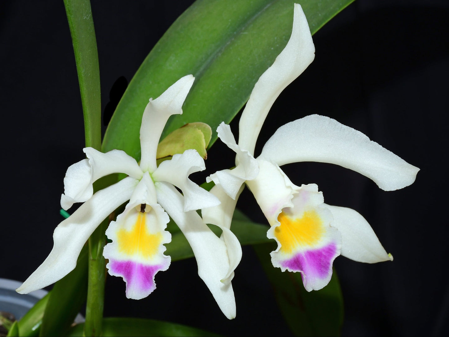 Cattleya Lavinia Valbonesi