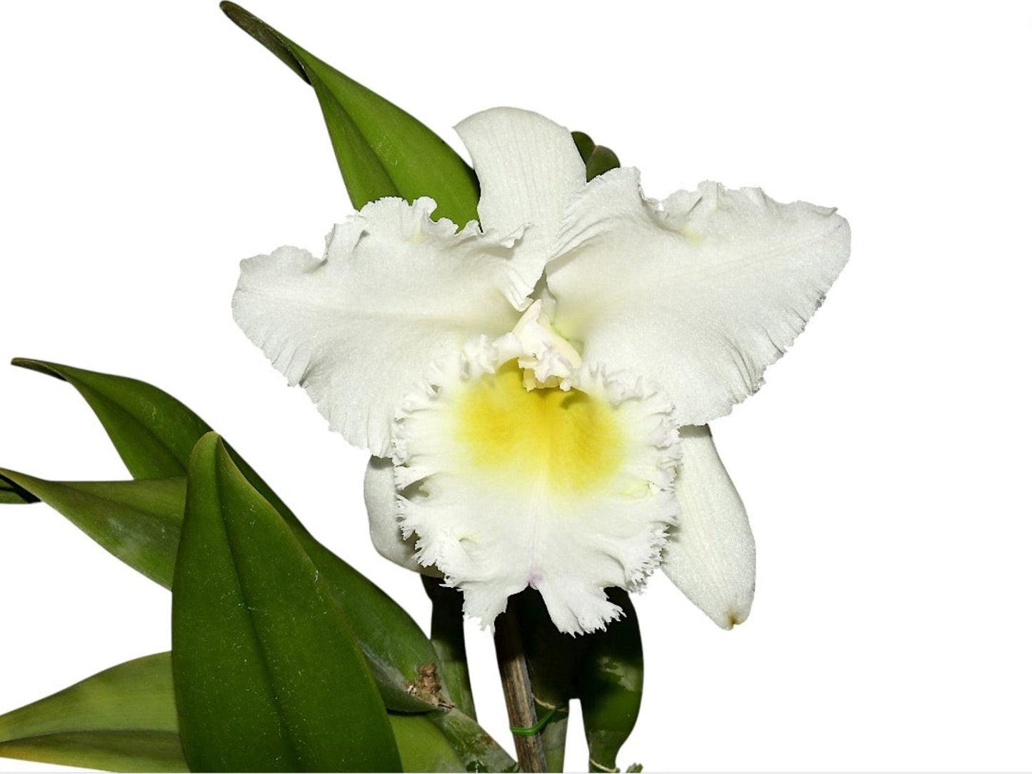 Cattleya Llajshun