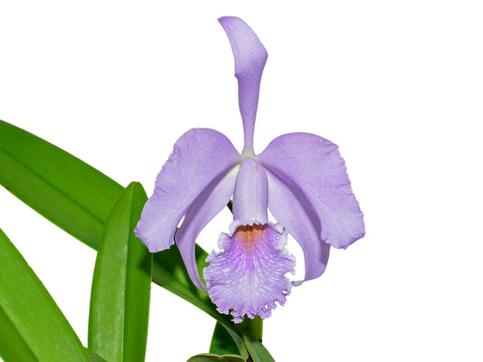 Cattleya Milo (1910) f. coerulea