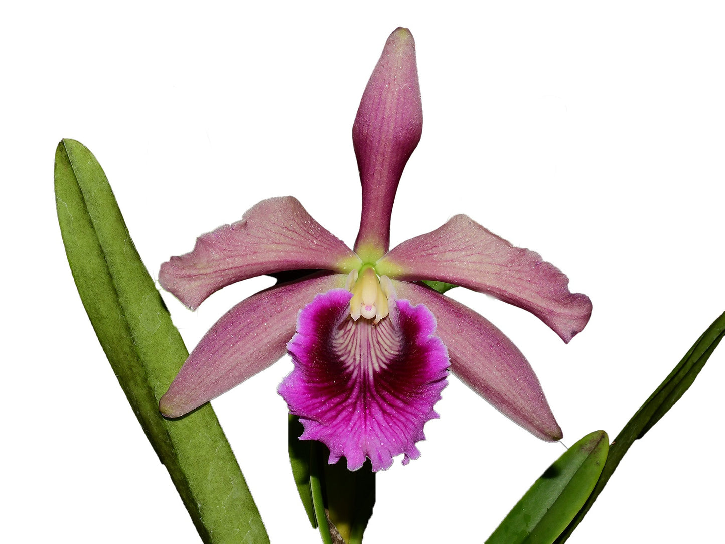 Cattleya Pacavia