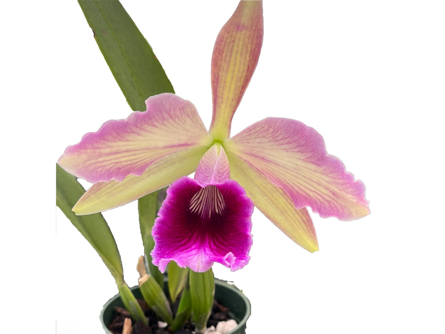 Cattleya Pacavia