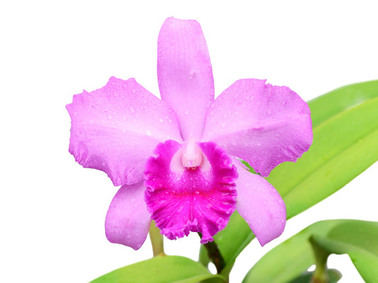 Cattleya Pedro