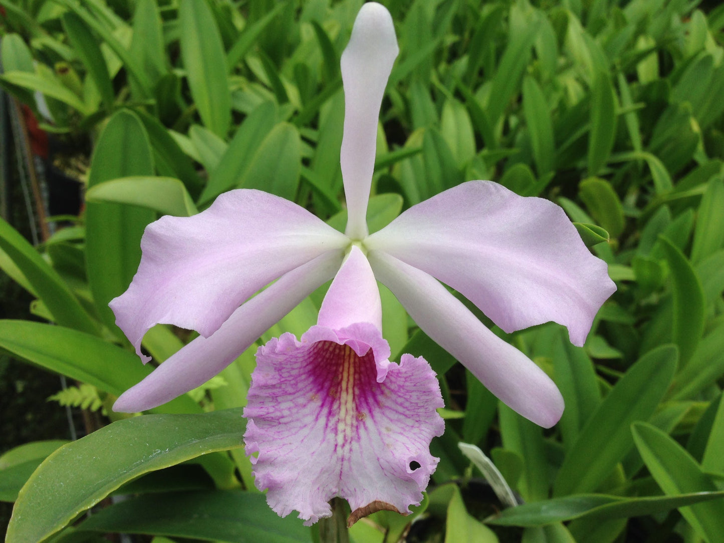 Cattleya Prinsesse Benedikte