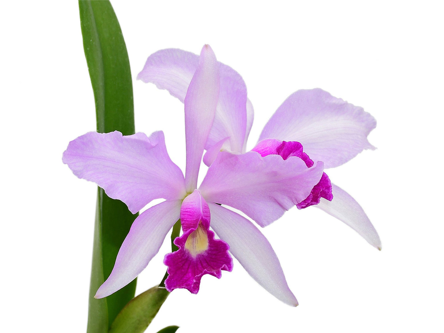 Cattleya Purpurata Dream