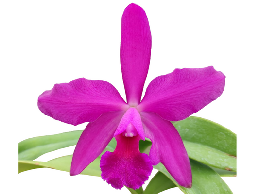 Cattleya Yanuncay