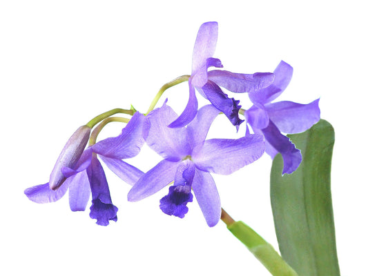 Guarianthe bowringiana f. coerulea