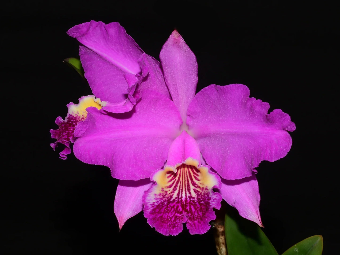 Cattleya lueddemanniana 'Camila' x 'Rombito'