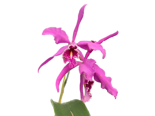 Cattleya maxima 'La Churonita'