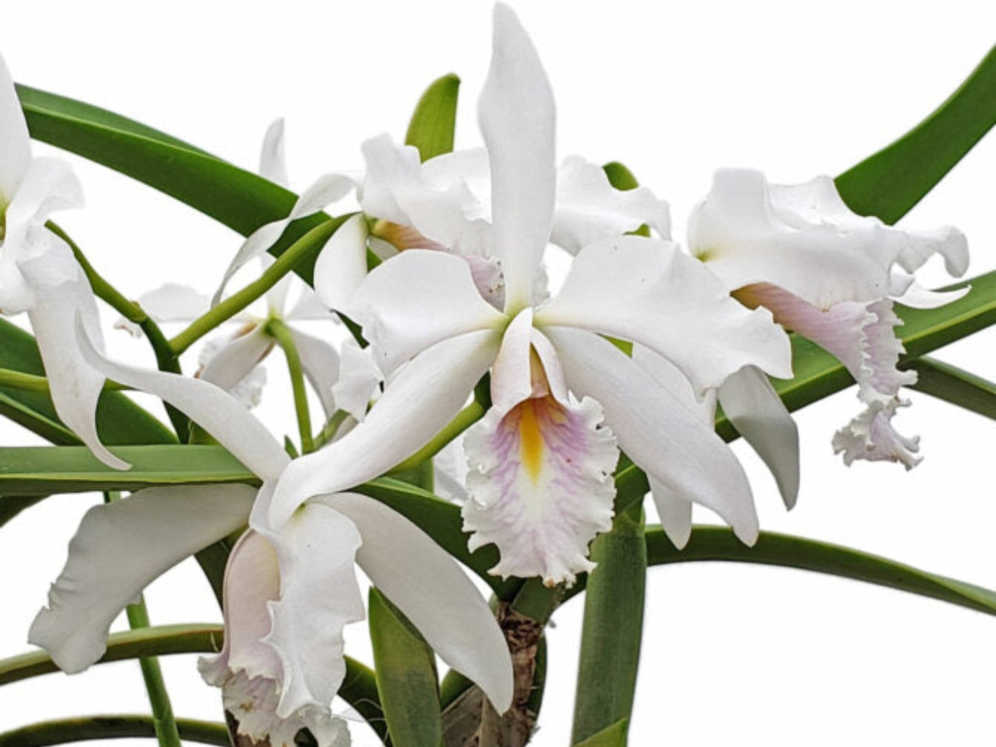 Cattleya maxima 'Munequita' x 'Roy' blanca