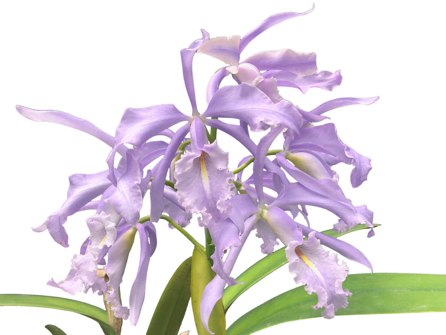 Cattleya maxima f. coerulea 'Ingrid' x f. coerulea 'Angelo'
