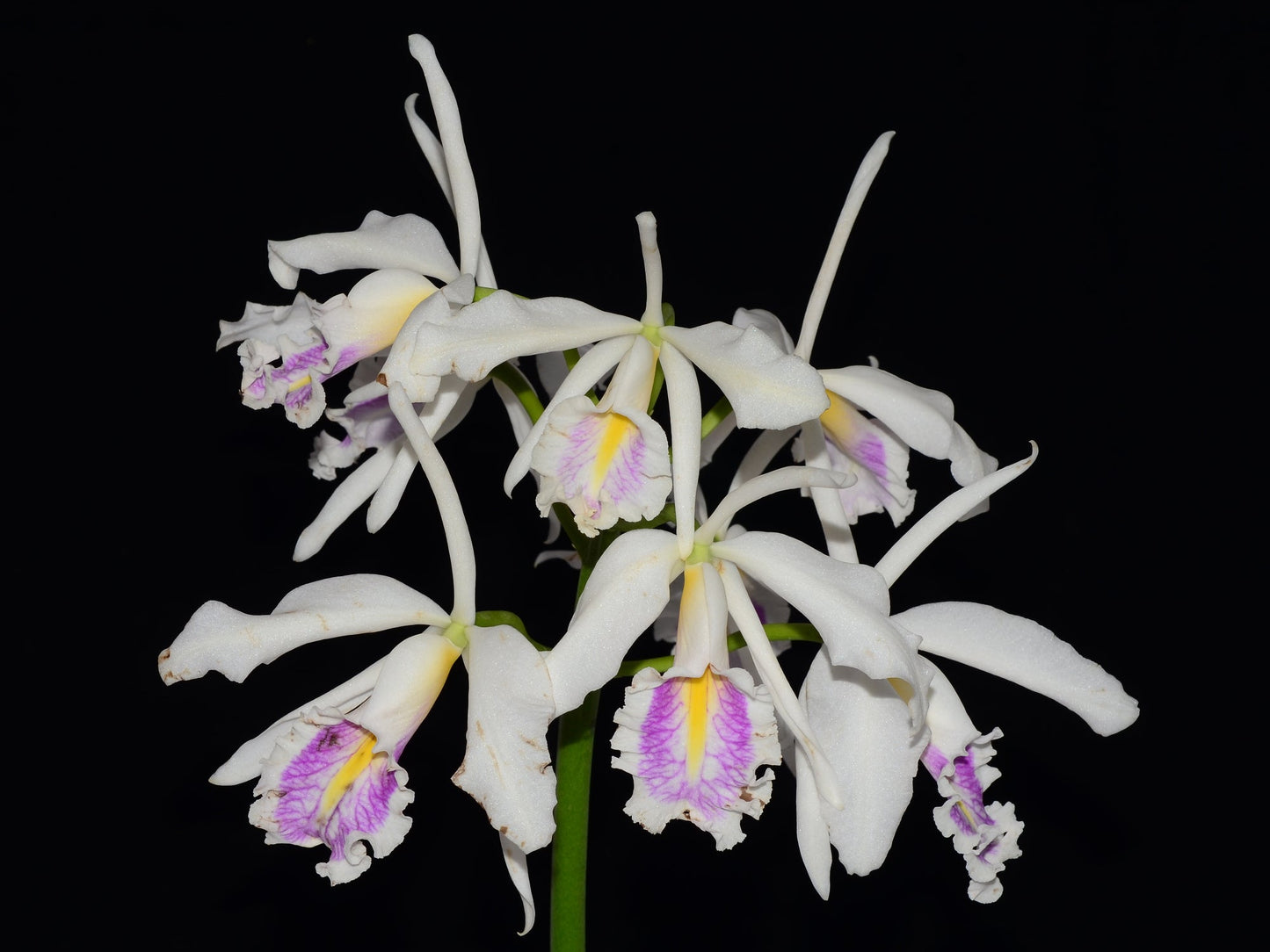 Cattleya maxima f. semialba 'Felipe' x f. semialba pink lip
