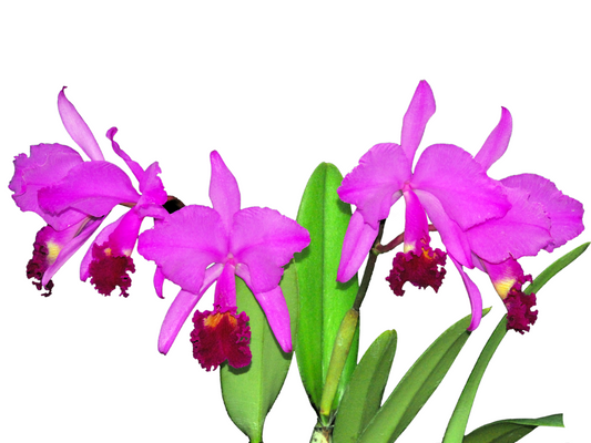 Cattleya trianae Sangre de Toro