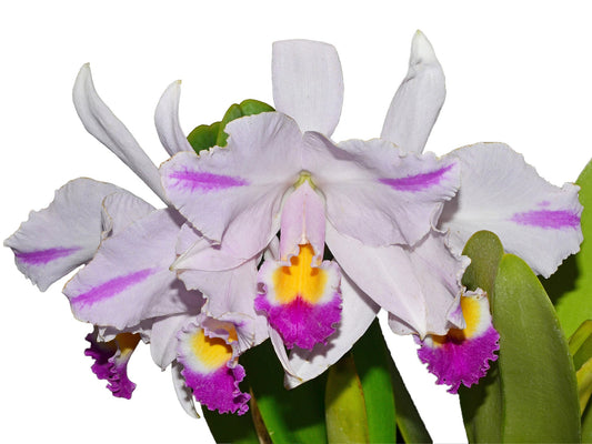 Cattleya trianae splash Real x splash