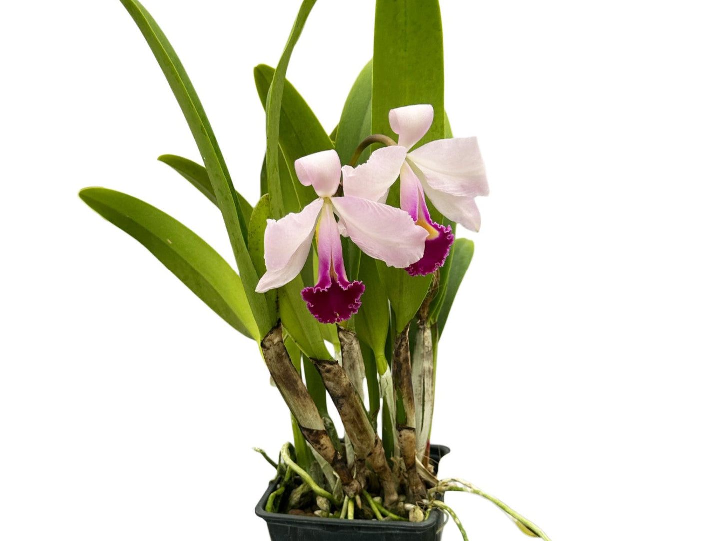 Cattleya trianae splash x 'Venezuela' dark lip x 'Morlaquita'