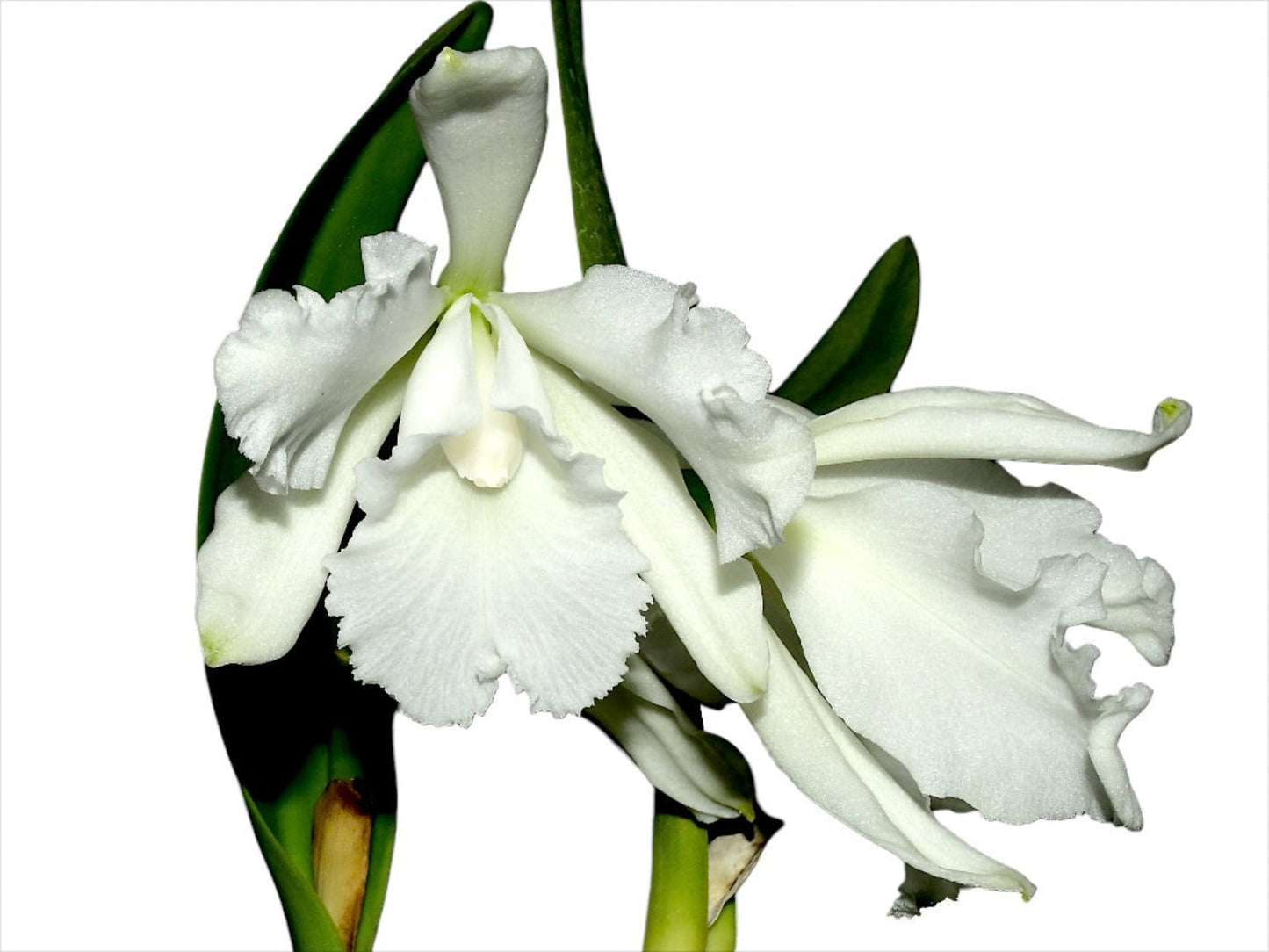 Cattleya wallisii f. alba