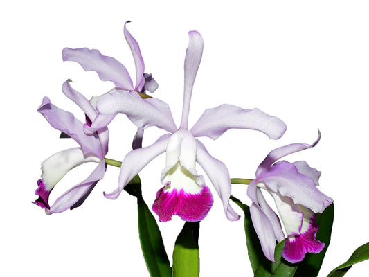 Cattleya x irrorata 'Aquimi-alba x purple lip'