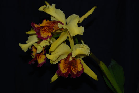 Cattleya dowiana (near blooming size)