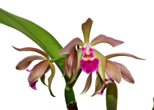 Cattleya Gigi Portilla