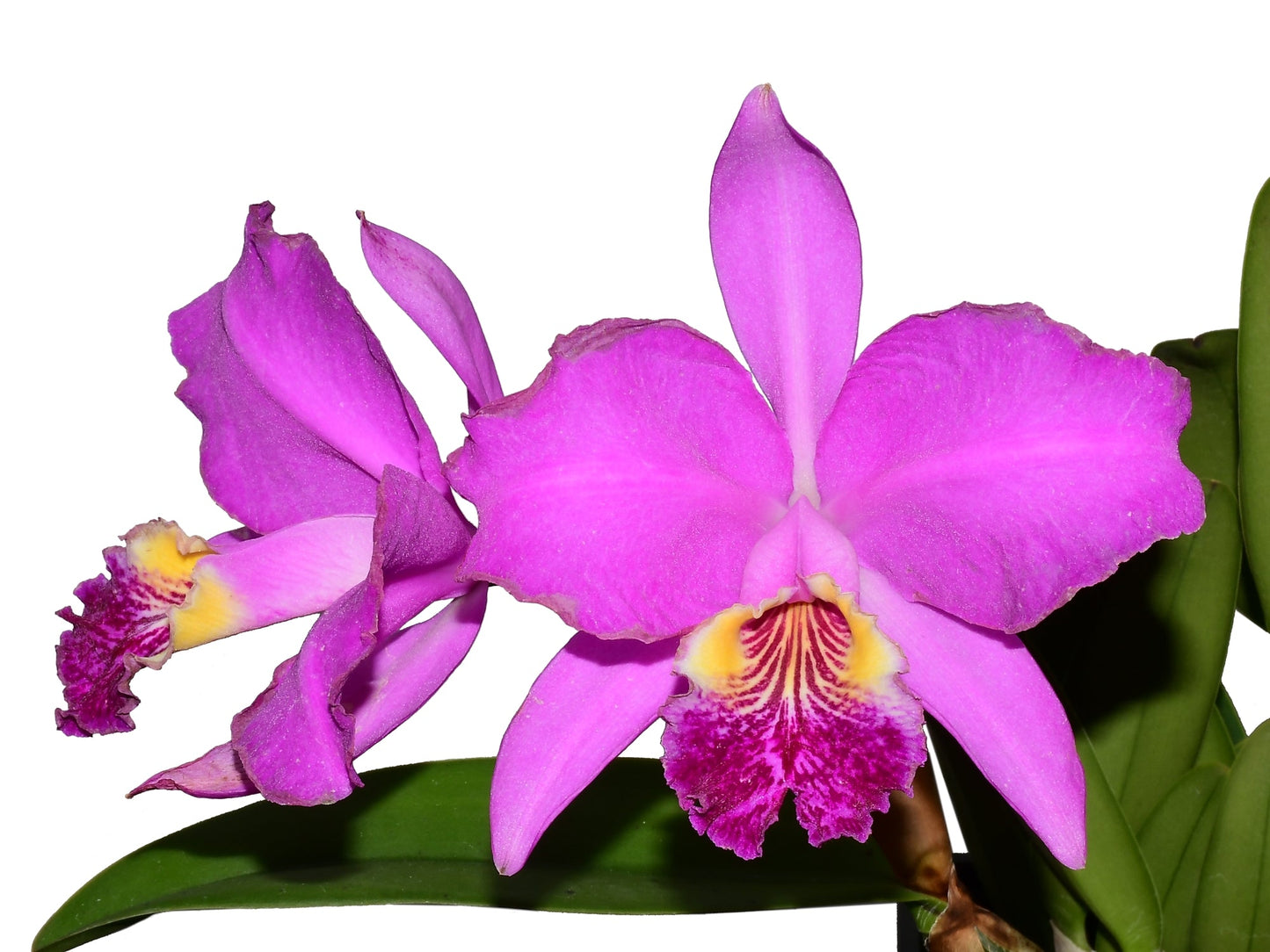 Cattleya lueddemanniana 'Camila' x 'Rombito'