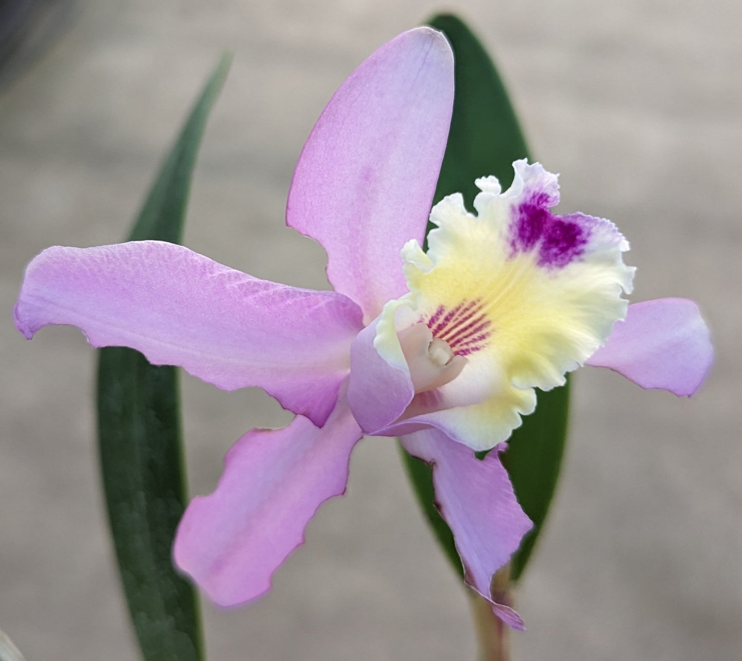 Cattleya maxima 'El Dorado' x coerulea 'Hector'