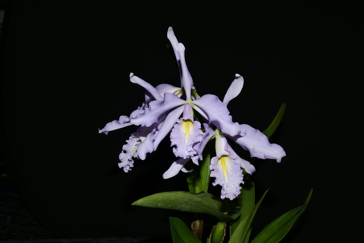 Cattleya maxima f. coerulea 'Gigi' x 'Angelo' X 'Scott'
