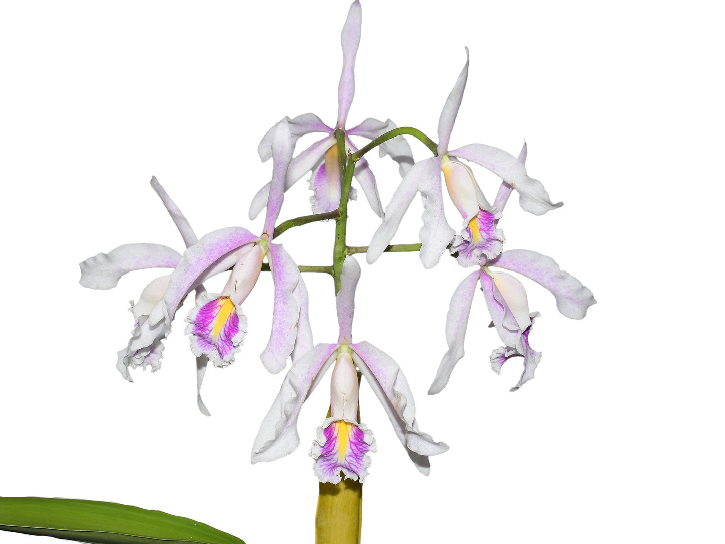 Cattleya maxima f. semialba 'Felipe' x f. semialba pink lip