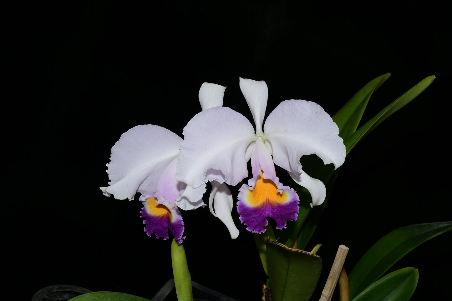 Cattleya trianae f. coerulea