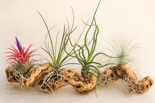 Mounted Tillandsia on Grapewood Sitting