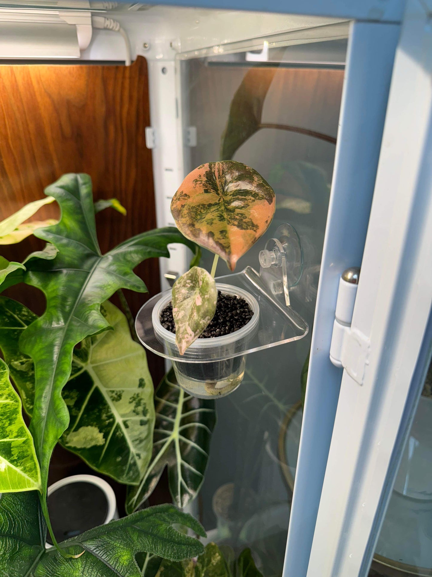 suction cup plant pots Suction Cup Round Pot Holders – Maddwoods