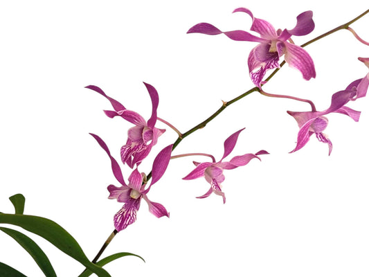 Dendrobium Caesar Stripe Rosado